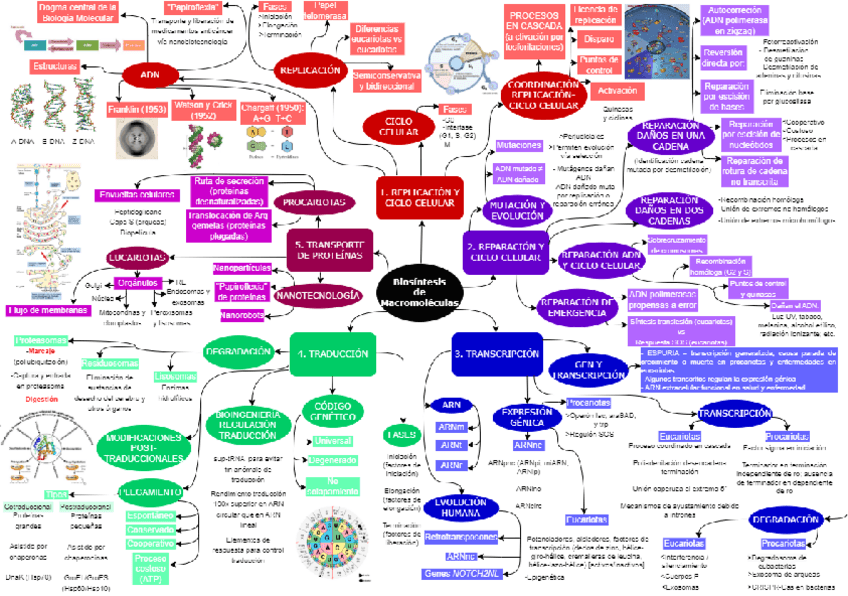 Miniatura del documento Mapa mental.pdf