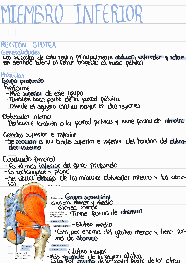 Miniatura del documento Miembro-inferior-parte-1.pdf