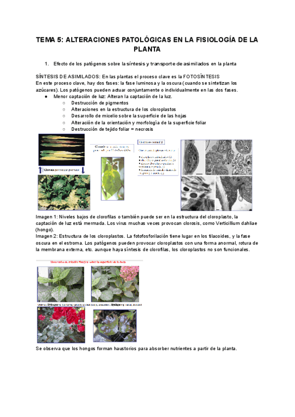 Miniatura del documento TEMA-5-ALTERACIONES-PATOLOGICAS-EN-LA-FISIOLOGIA-DE-LA-PLANTA.pdf