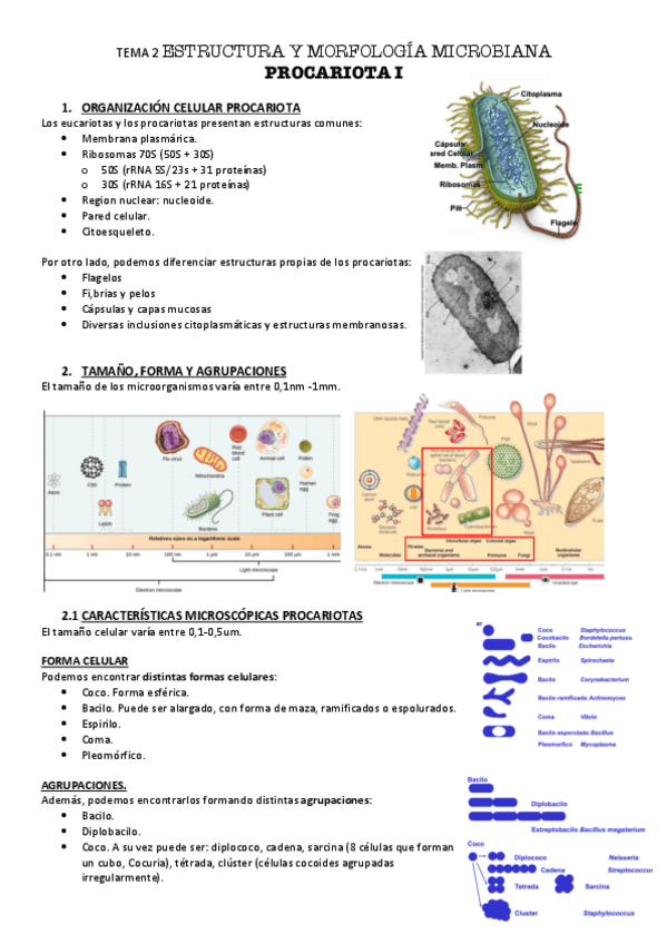 Miniatura del documento Blanca MICROBIOLOGAA-tema-2-estructura-y-morfologAa-microbiana.pdf