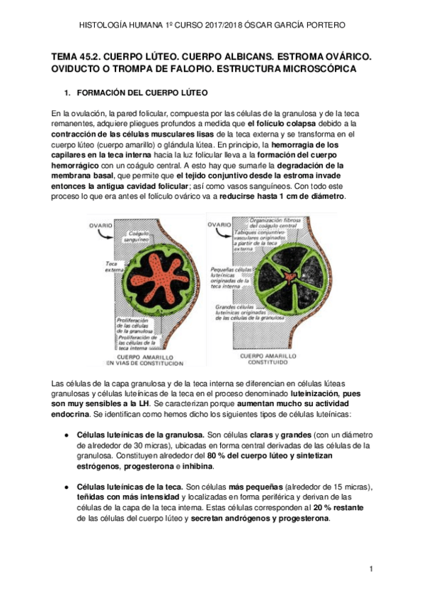 Miniatura del documento TEMA 45.2. APARATO REPRODUCTOR FEMENINO.pdf