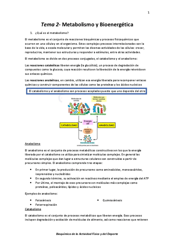 Miniatura del documento Tema 2- Metabolismo y Bioenergética.pdf