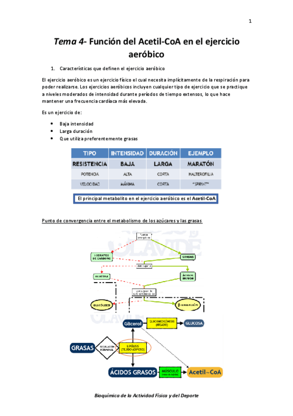 Miniatura del documento Tema 4- Función del Acetil-CoA en el ejercicio aeróbico  .pdf
