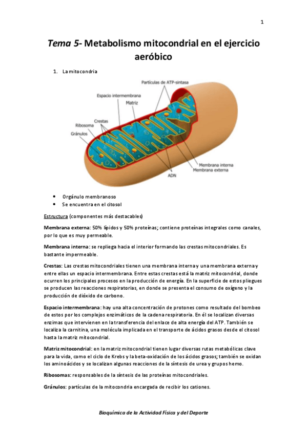 Miniatura del documento Tema 5- Metabolismo mitocondrial en el ejercicio aeróbico.pdf