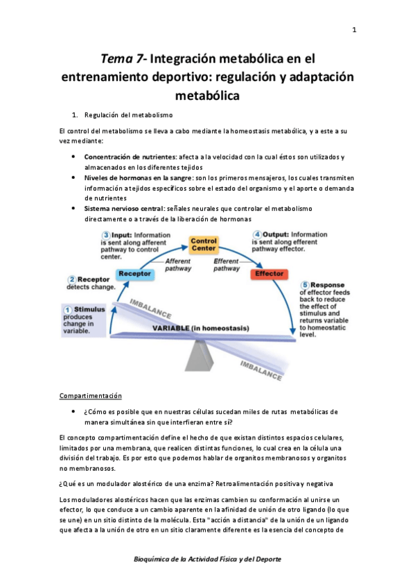 Miniatura del documento Tema 7- Integración metabólica en el entrenamiento deportivo; regulación y adaptación metabólica  .pdf