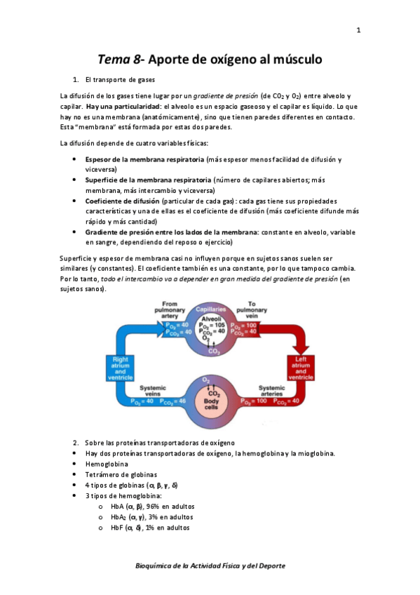 Miniatura del documento Tema 8- Aporte de oxígeno al músculo.pdf