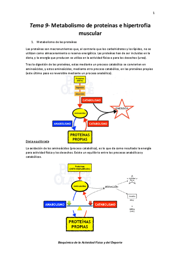 Miniatura del documento Tema 9- Metabolismo de proteínas e hipertrofia muscular.pdf