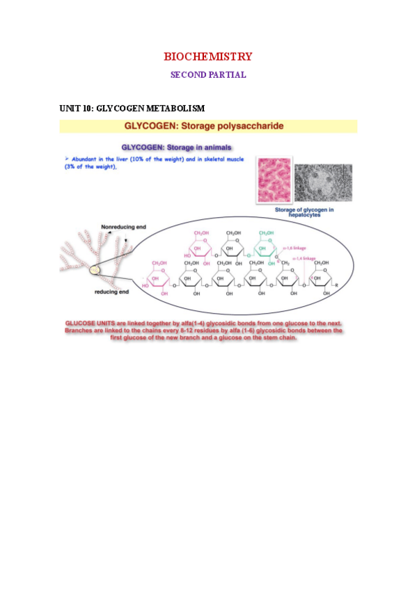 Miniatura del documento Biochemistry-Important-Notes.pdf