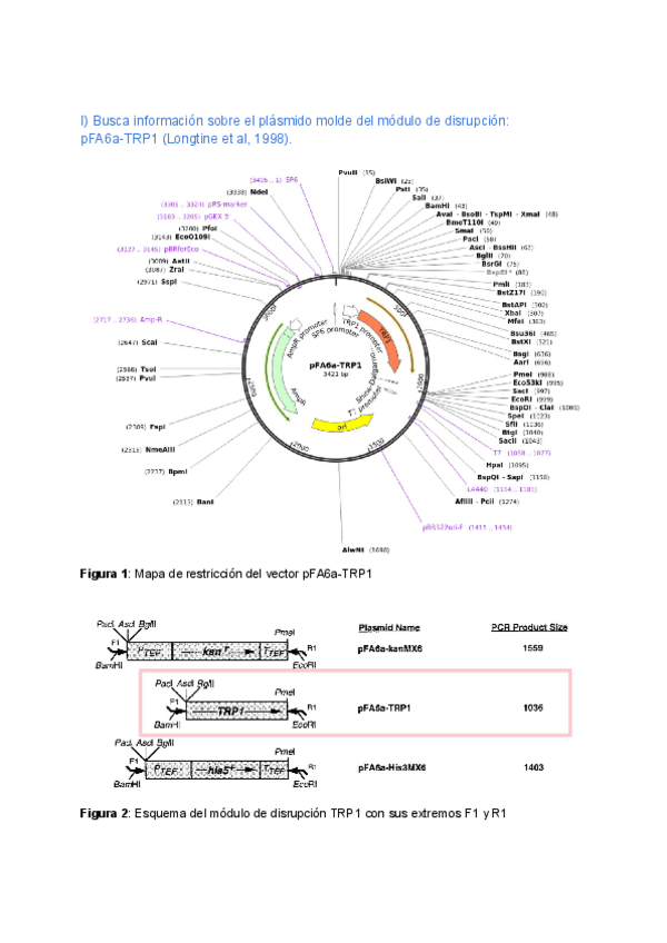Miniatura del documento Practica-Levaduras-1.pdf