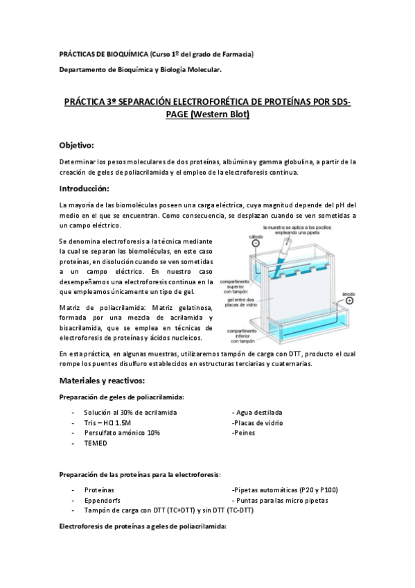 Miniatura del documento 3.-Separacion-electroforetica-de-proteinas-por-SDS-PAGE-BQ-1o-farma.pdf