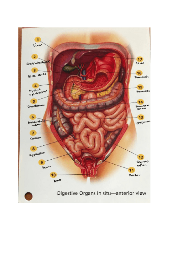 Miniatura del documento ANATOMIA inglés.pdf