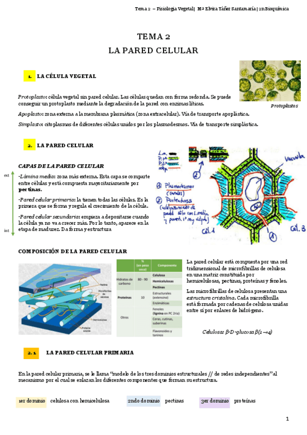 Miniatura del documento TEMA-2-PARED-CELULAR-meys.pdf