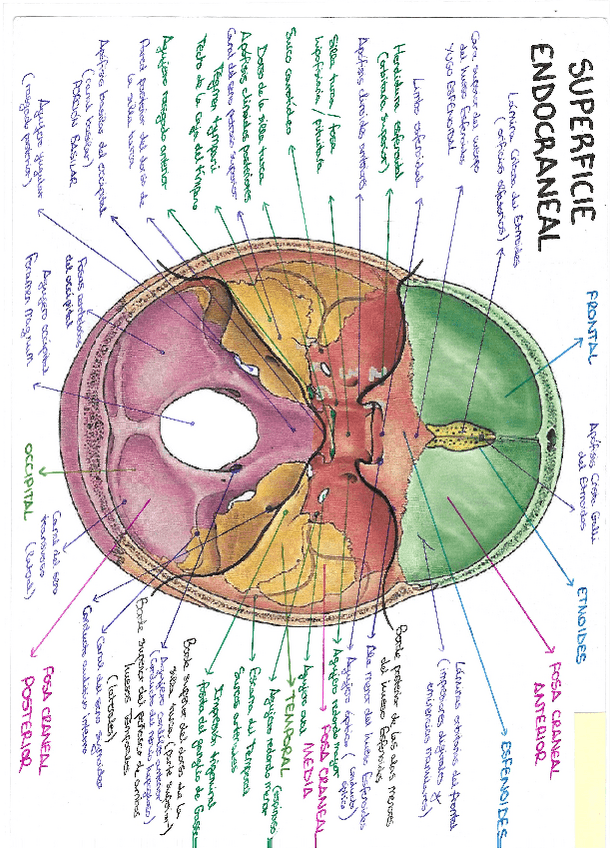 Miniatura del documento CRANEO-Esquemas-con-Dibujos.pdf