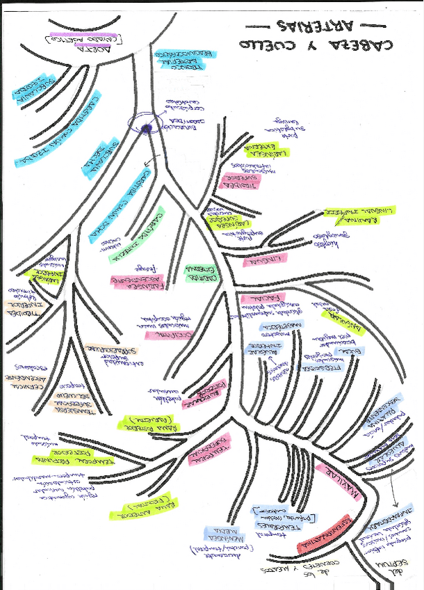 Miniatura del documento Arterias-Cabeza-y-Cuello-DIBUJO.pdf