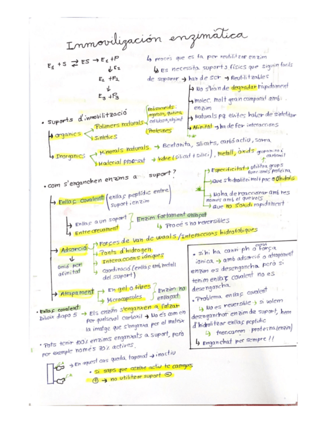 Miniatura del documento INMOVILITZACIO-ENZIMATICA.pdf
