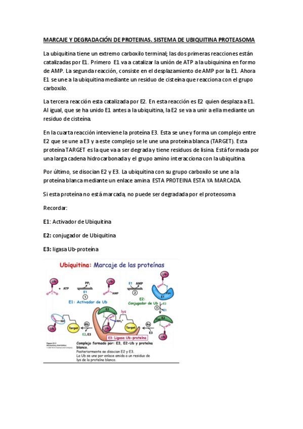 Miniatura del documento MARCAJE Y DEGRADACIÓN DE PROTEINAS.pdf