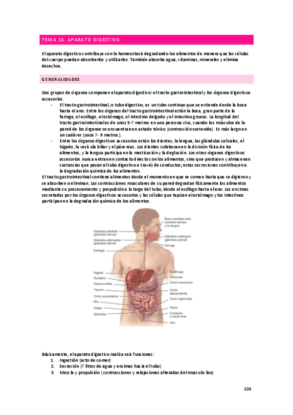 Miniatura del documento anatomia-apuntes-digestivo.pdf