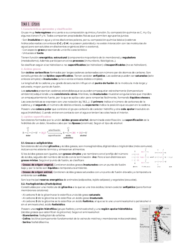 Miniatura del documento Lipidos.pdf