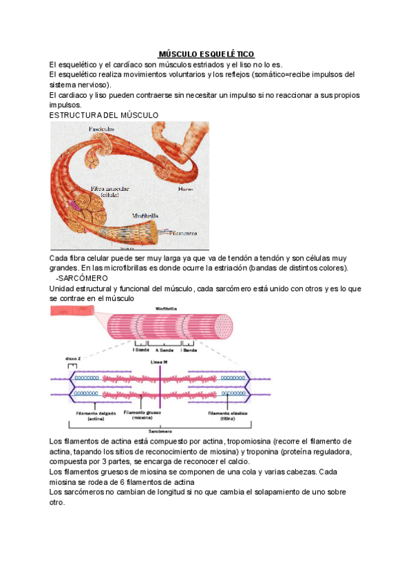 Miniatura del documento MUSCULO-ESQUELETICO.pdf