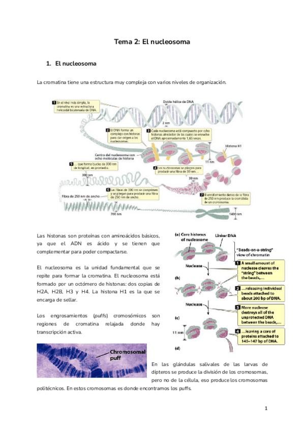 Miniatura del documento Tema-2-El-nucleosoma.pdf