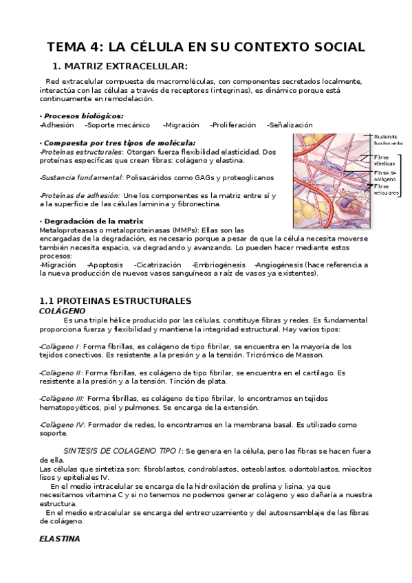 Miniatura del documento tema-4-biologia-1.docx