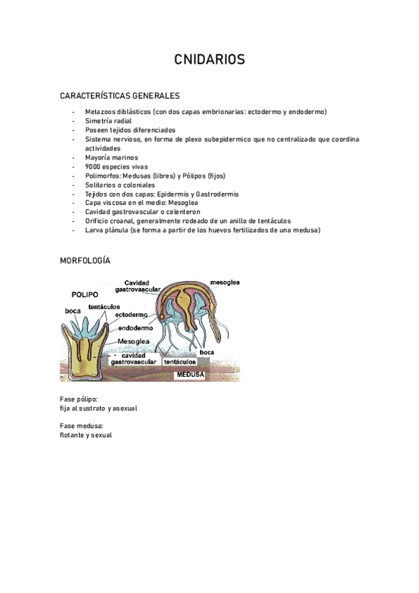 Miniatura del documento cnidarios-apuntes.pdf