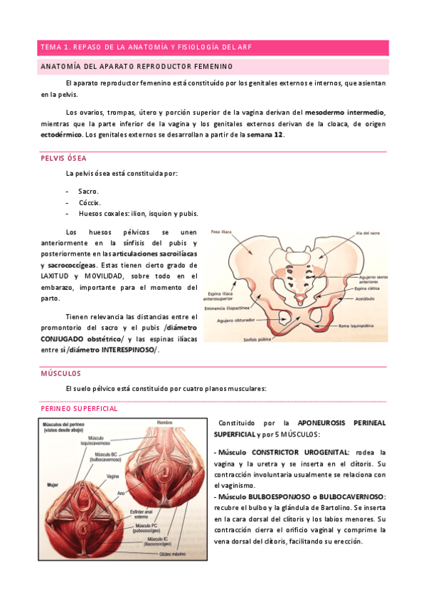 Miniatura del documento TEMA-1.-Anatomia-y-Fisiologia-del-Aparato-Reproductor-Femenino.pdf