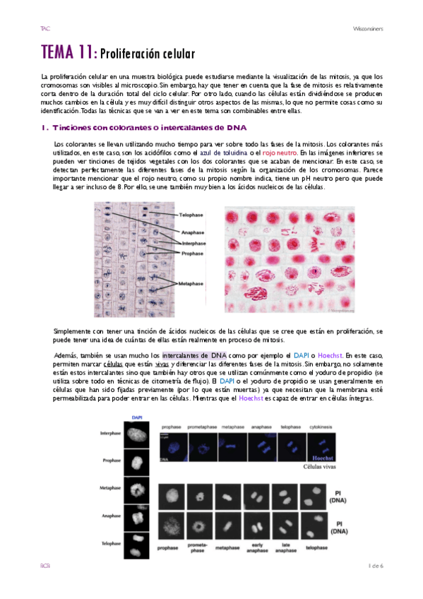 Miniatura del documento TEMA-11.pdf
