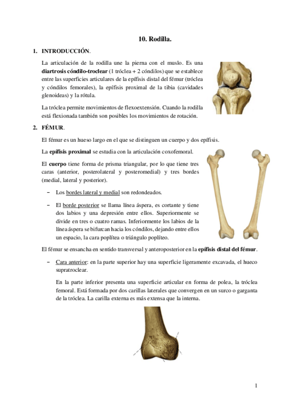 Miniatura del documento 10.-Rodilla.pdf