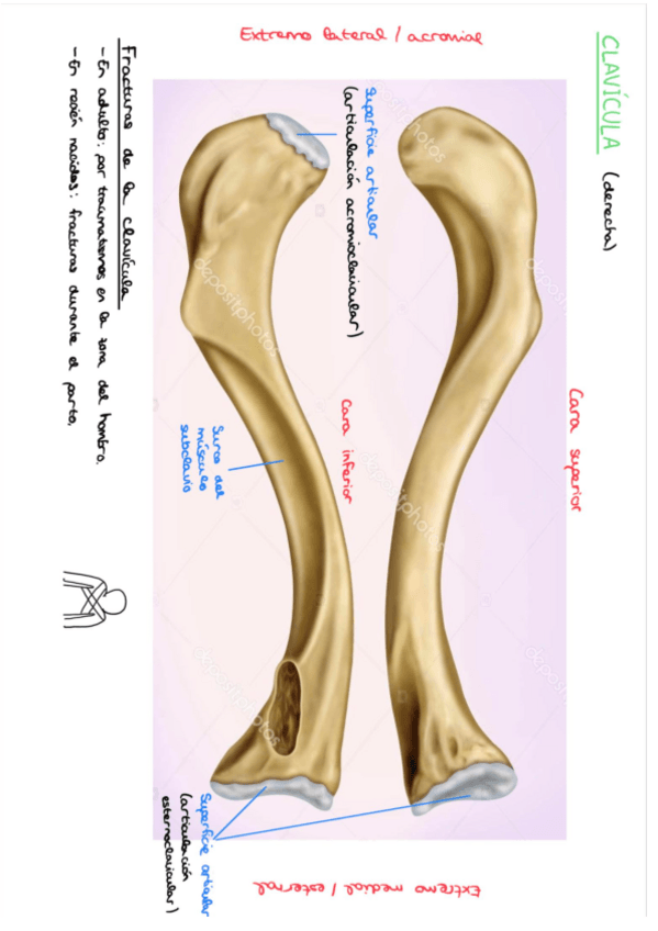 Miniatura del documento Practicas-Anatomia-Humana-I.pdf