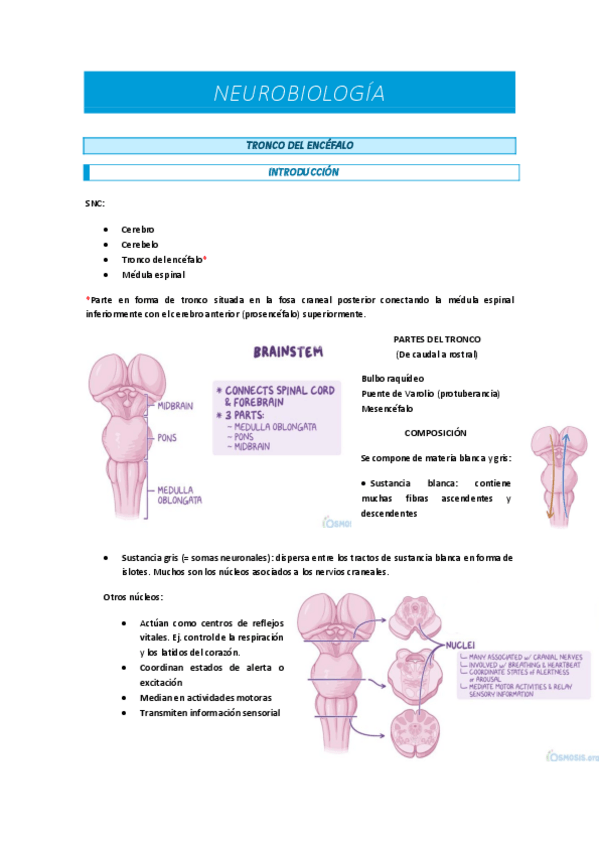 Miniatura del documento NEU-TRONCO.pdf