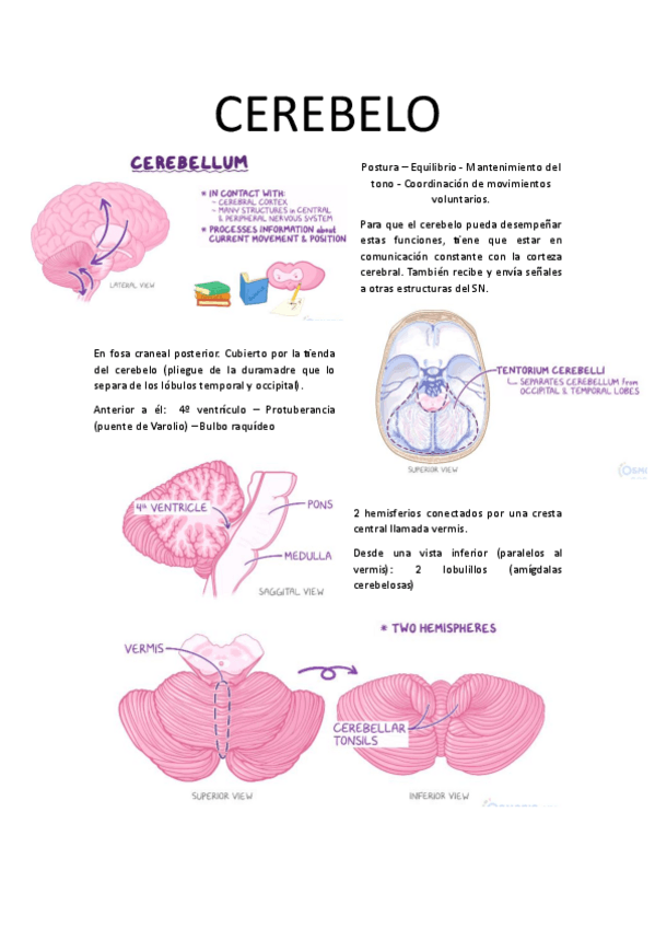 Miniatura del documento NEU-CEREBELO.pdf