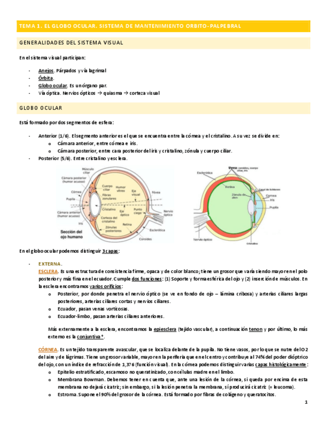 Miniatura del documento T1-GLOBO-OCULAR.pdf