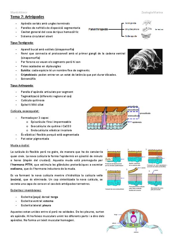 Miniatura del documento Tema-7-Artopodes.pdf