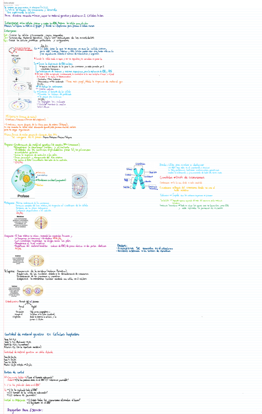 Miniatura del documento Ciclo-celular.pdf