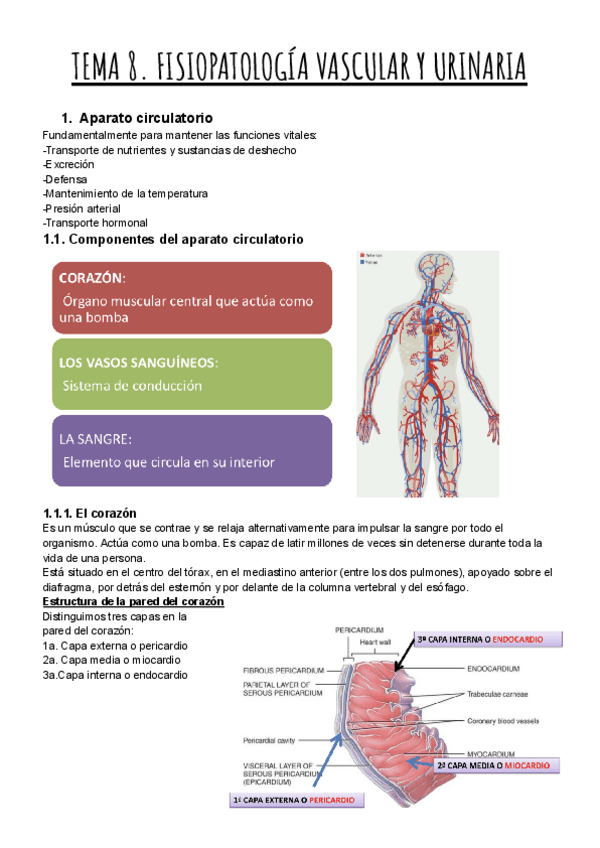 Miniatura del documento TEMA-8.-FISIOPATOLOGIA-VASCULAR-Y-URINARIA.pdf