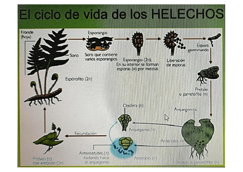 Miniatura del documento Ciclovidahelecho.pdf