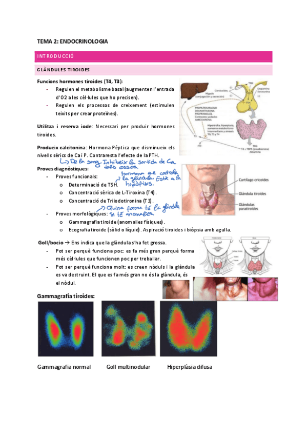 Miniatura del documento Endocrino.pdf