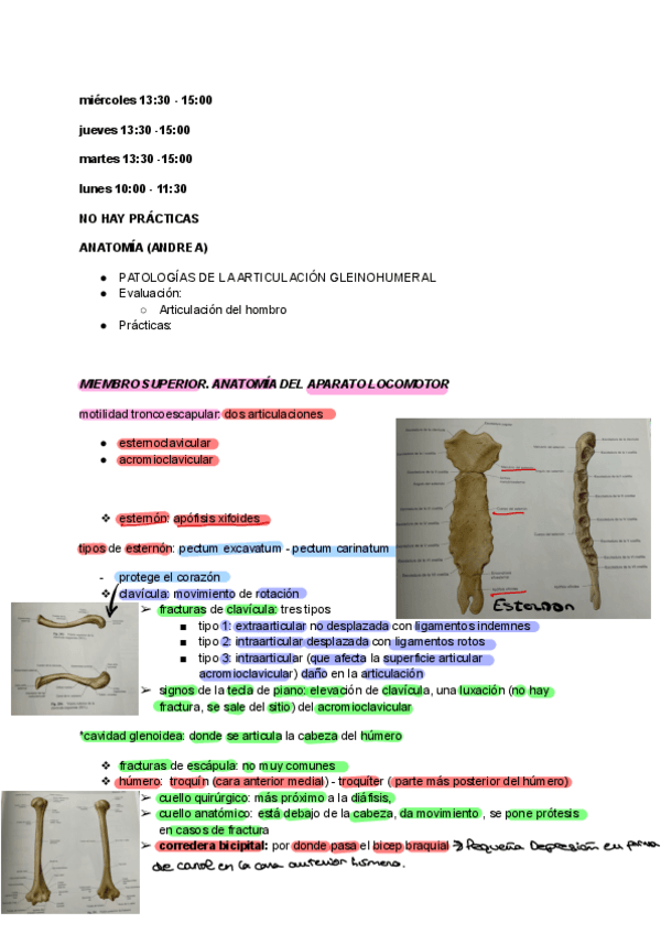 Miniatura del documento ANATOMIA-muy-BUENO.pdf