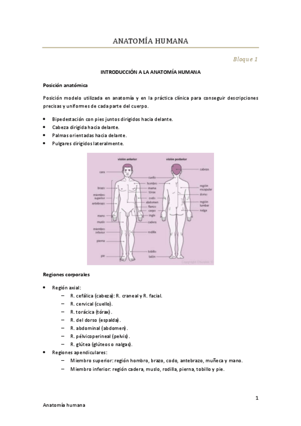 Miniatura del documento Anatomia-humana-1.pdf