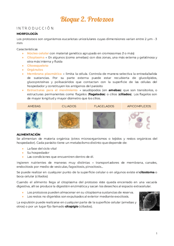 Miniatura del documento Tema-2.-Flagelados.pdf