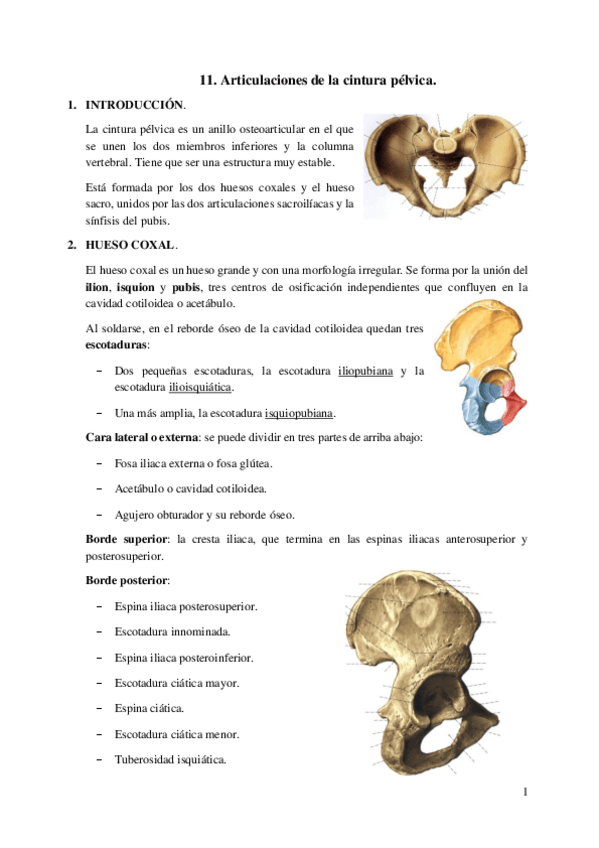 Miniatura del documento 11.-Articulaciones-de-la-cintura-pelvica.pdf