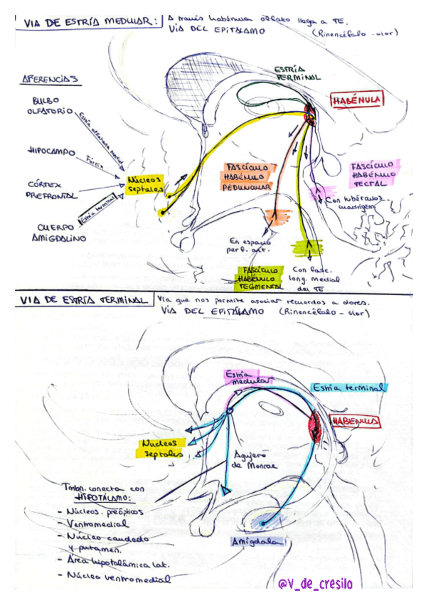 Miniatura del documento Resumen-Nucleos-y-Vias.pdf