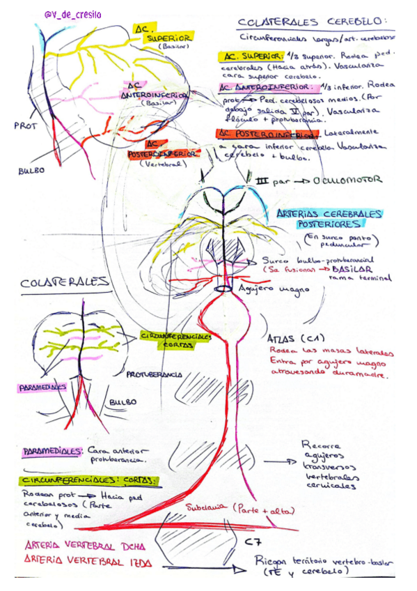Miniatura del documento Resumen-Vascularizacion-SNC-T9.pdf