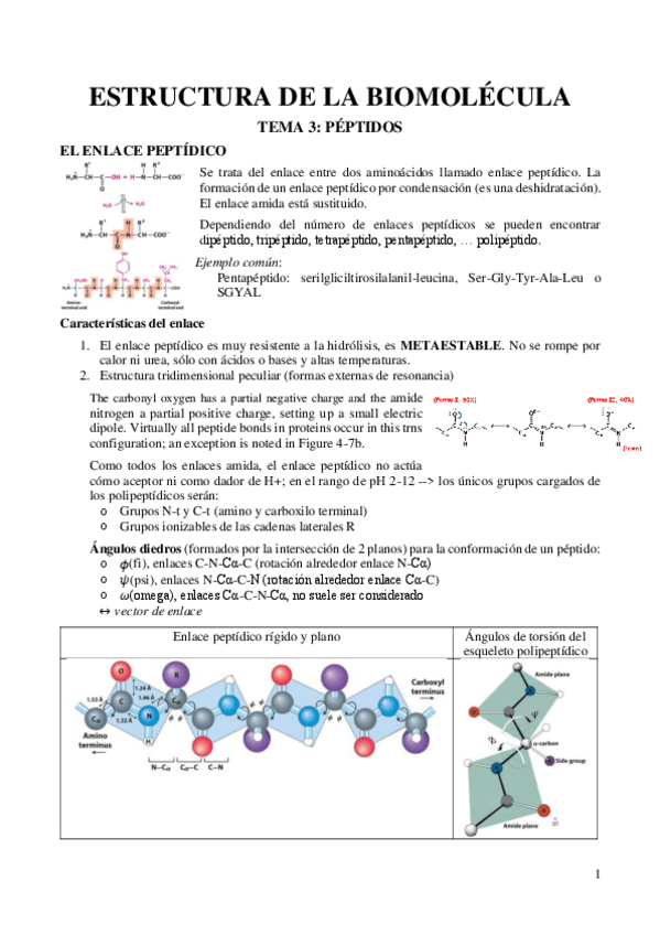 Miniatura del documento TEMA-4-Peptidos.pdf