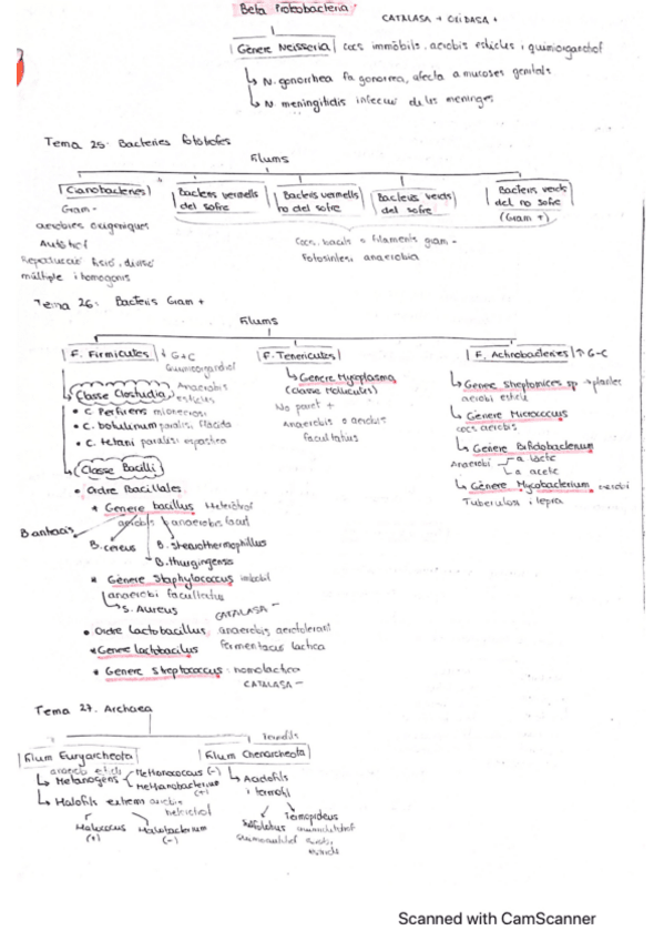 Miniatura del documento ESQUEMA MICROBIOLOGIA.pdf
