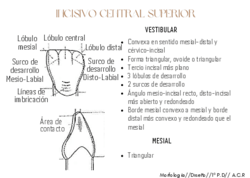 Miniatura del documento FlashCard-Morfologia-Diseno.pdf
