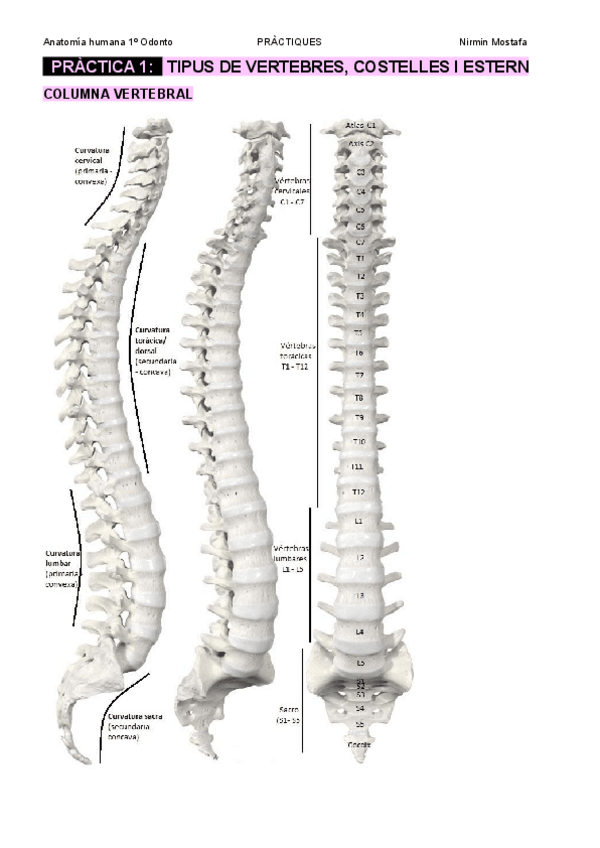 Miniatura del documento ESTUDIO-PRACTICAS-ANATOMIA-HUMANA-ATLAS-ANATOMY-STANDARD.pdf