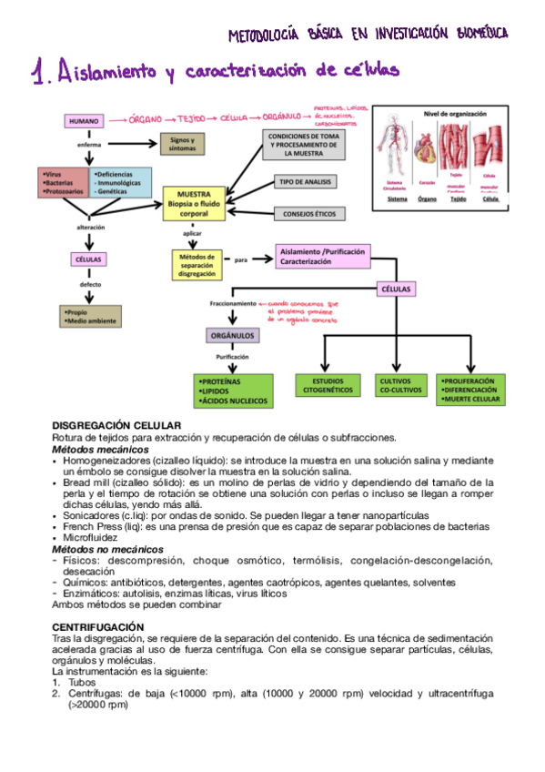 Miniatura del documento Tema-1-metodologia.pdf
