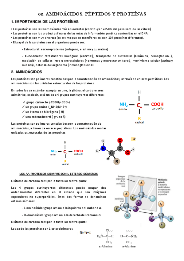 Miniatura del documento 02.-AMINOACIDOS-PEPTIDOS-Y-PROTEINAS.pdf